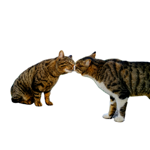 Two Cats Affectionately Nuzzle Each Other In A Peaceful Outdoor Park Setting. 14261 - Cat PNG image with transparent background